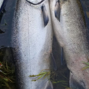 Salmon Oregon Fishing Guide