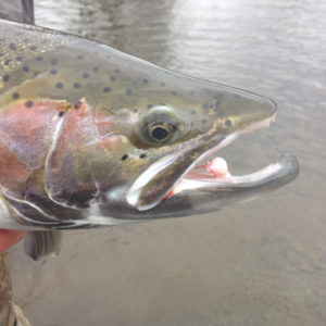 Steelhead Oregon Fishing Guide