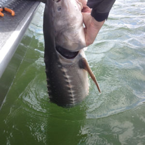 Sturgeon Oregon Fishing Guide
